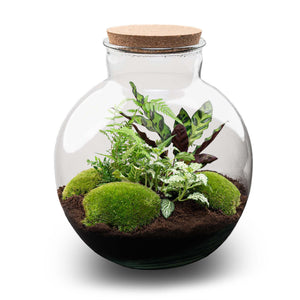Bhūmi: De Aarde Verbinder - DIY Planten Terrarium – Zelfvoorzienend Mini-Ecosysteem L/XL