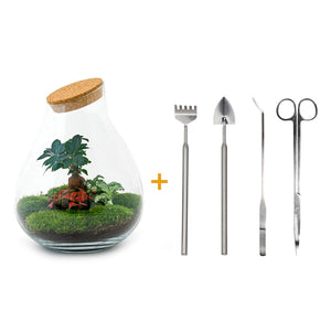 Rudra: Bonsai van Transformatie - DIY Planten terrarium - Ø24cm ↑37cm + 4-delige Toolkit