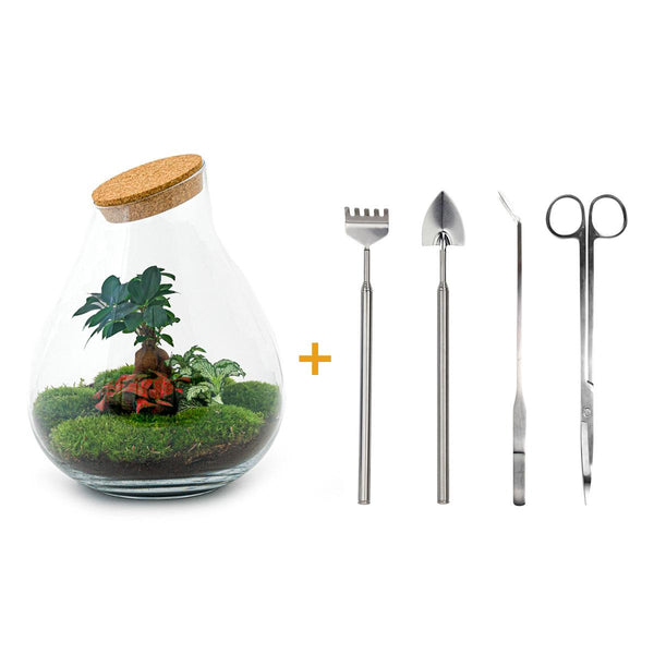 Rudra: Bonsai van Transformatie - DIY Planten terrarium - Ø24cm ↑37cm + 4-delige Toolkit