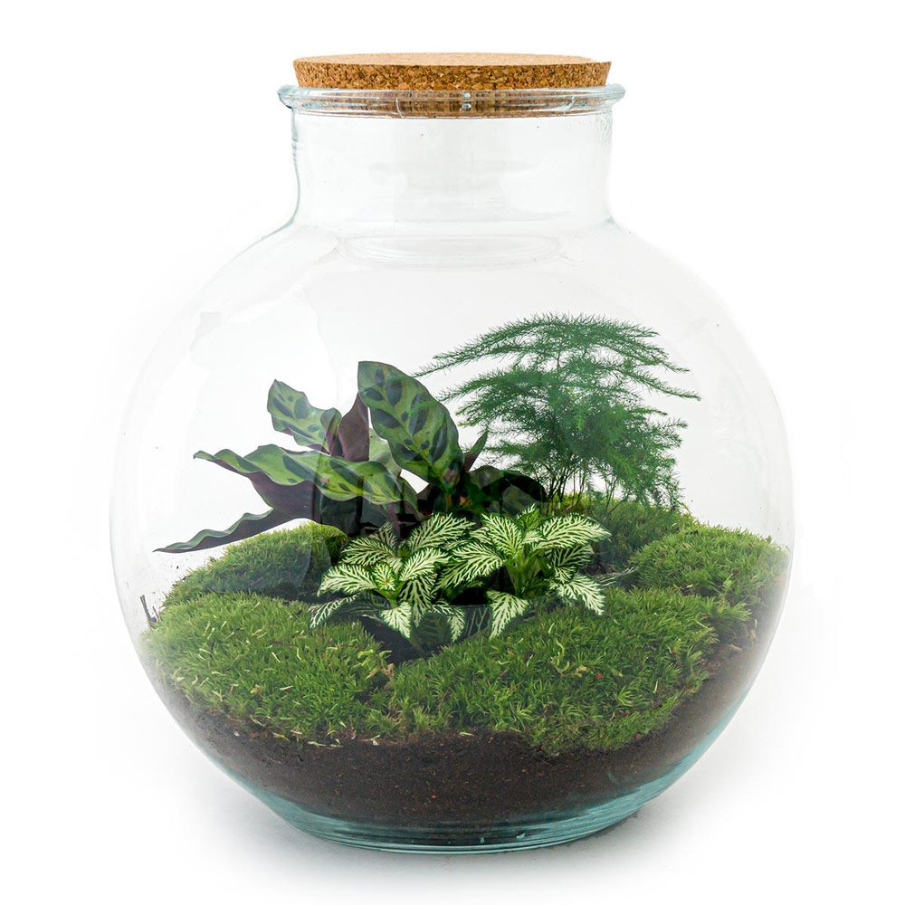 Bhūmi: Bonsai Verbinder - DIY Terrarium - ↕30cm  + 4-delige Toolkit