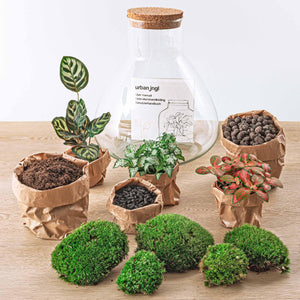Satori: Bonsai van Ontwaking - DIY Planten Terrarium met Licht - Ø30cm ↑32cm + 4-delige Toolkit