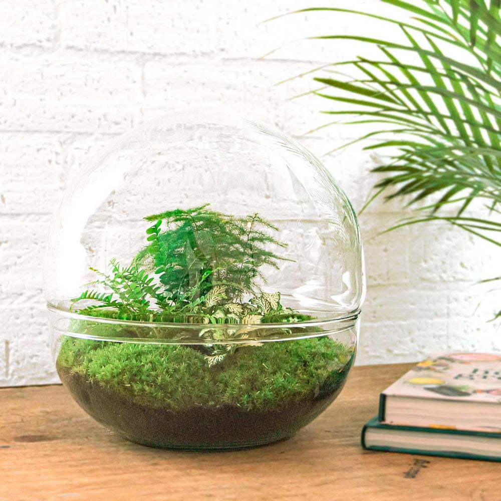 Dharma: Bonsai van Balans - DIY Planten Terrarium Tweedelig Bolglas -Ø28cm ↑28cm + 4-delige Toolkit