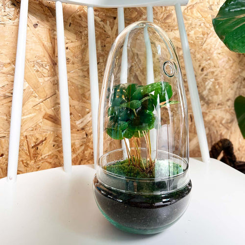 Omkara: Ei van Creatie - DIY Terrarium - ↕25cm