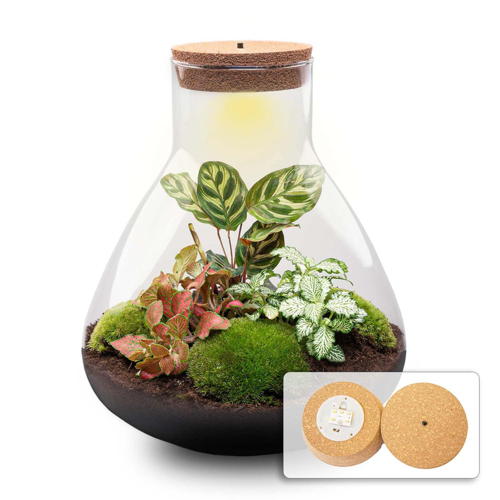 Satori: Bonsai van Ontwaking - DIY Planten Terrarium met Licht - Ø 30 cm ↑32cm