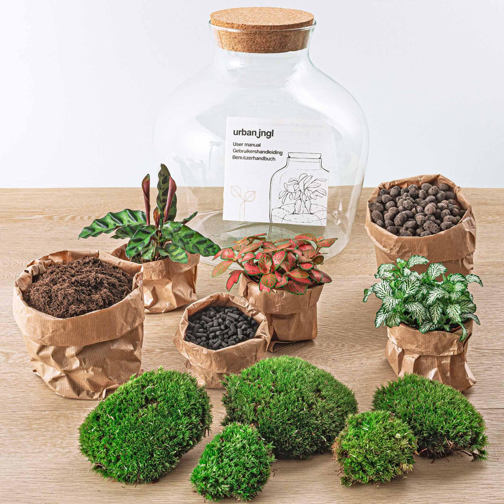Jiva - Ziel van Groei - DIY Planten Terrarium met Licht - Ø29cm ↑30 cm + 2-delige Toolkit