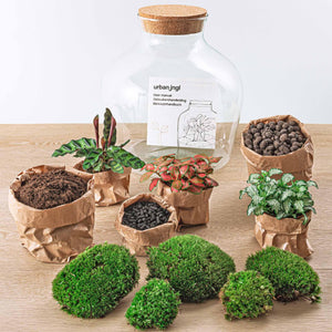 Jiva - Ziel van Groei - DIY Planten Terrarium met Licht - Ø29cm ↑30 cm + 2-delige Toolkit