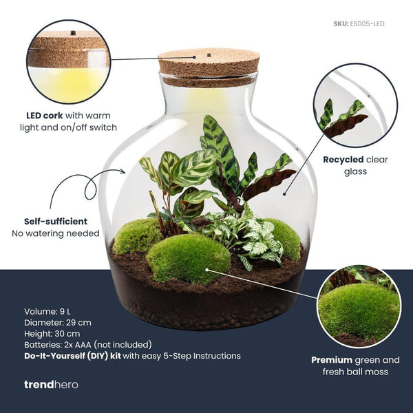 Jiva: Bonsai van Groei - DIY Planten Terrarium met licht - Ø29cm ↑30cm