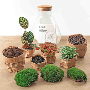 Satori: Bonsai van Ontwaking - DIY Planten Terrarium met licht - Ø24,5cm ↑30cm + Toolkit