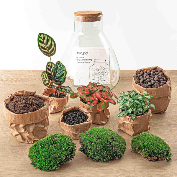 Satori: Bonsai van Ontwaking - DIY Planten Terrarium met licht - Ø24,5cm ↑30cm + Toolkit