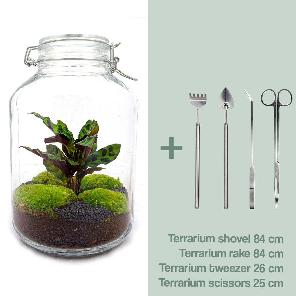 Chandra: Maanlicht Bonsai - DIY Terrarium - ↕28cm