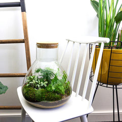 Satori: Bonsai van Ontwaking - DIY Planten Terrarium met Licht - Ø30cm ↑32cm