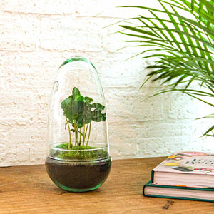 Omkara: Ei van Creatie - DIY Terrarium - ↕25cm