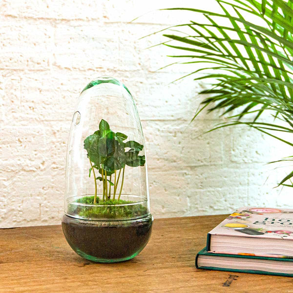 Omkara: Ei van Creatie - DIY Terrarium - ↕25cm