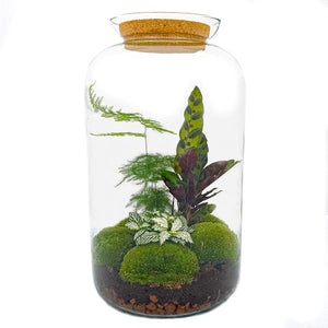 Shanti - Bonsai van Vrede - DIY Planten Terrarium met licht - Ø23 cm ↑43cm + 4-delige Toolkit