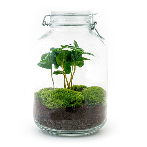 Brahma Bean: Koffieplant van Creatie - DIY Terrarium - ↕28cm