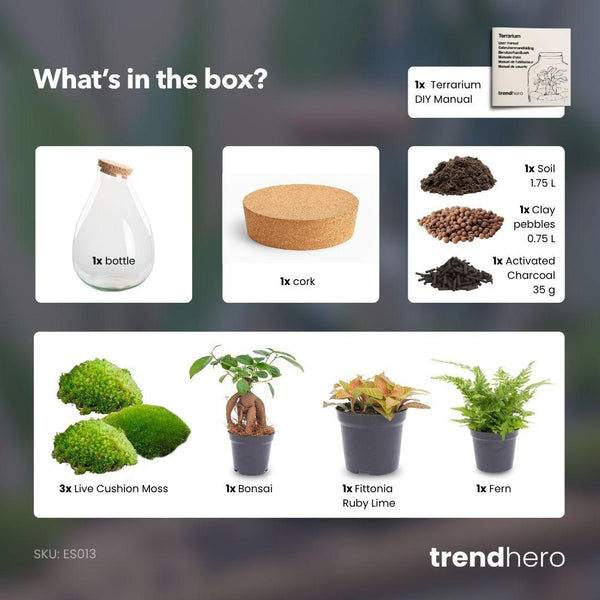 Rudra: Bonsai van Transformatie - DIY Planten Terrarium - Ø24cm ↑37cm