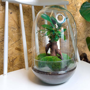 Omkara: Bonsai van Creatie - DIY Terrarium - ↕30cm