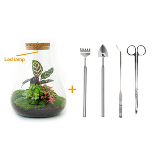 Satori: Bonsai van Ontwaking - DIY Planten Terrarium met licht - Ø24,5cm ↑30cm + Toolkit