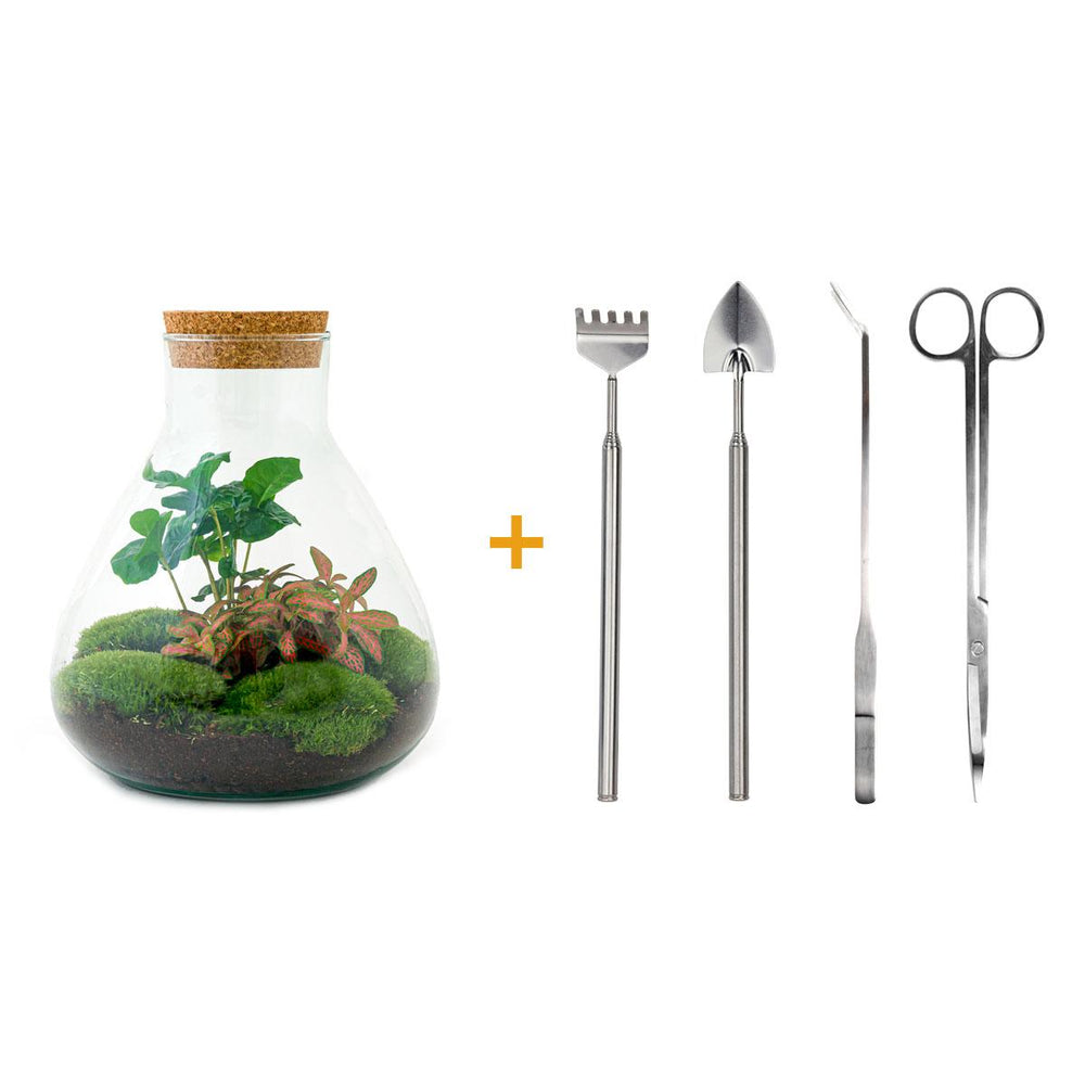 Sūrya: Bonsai van Licht - DIY Terrarium - Ø22,5cm ↑27cm