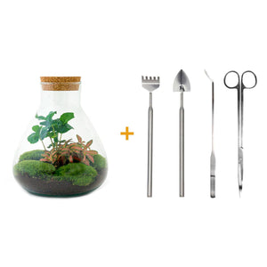 Sūrya: Bonsai van Licht - DIY Terrarium - Ø22,5cm ↑27cm