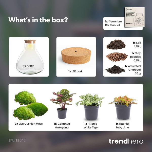 Satori: Bonsai van Ontwaking - DIY Planten Terrarium met Licht - Ø 30 cm ↑32cm