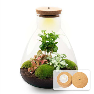 Satori: Bonsai van Ontwaking - DIY Planten Terrarium met Licht - Ø24,5cm ↑30cm