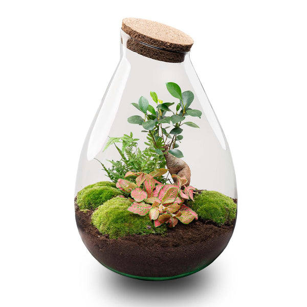 Rudra: Bonsai van Transformatie - DIY Planten Terrarium - Ø24cm ↑37cm