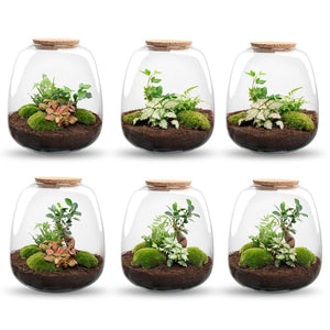 Elysia: Tuin van Stilte - Planten Terrarium - ↑15cm Ø23cm - Hedera White