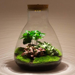 Satori: Bonsai van Ontwaking - DIY Planten Terrarium met Licht - Ø24,5cm ↑30cm