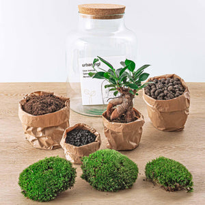 Milkyāna: Bonsai Sterrenpad - DIY Planten Terrarium met licht - Ø21cm ↑30cm + 4-delige Toolkit