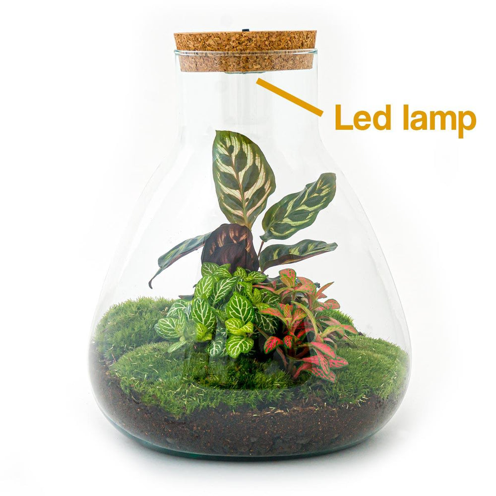 Satori: Bonsai van Ontwaking - DIY Planten Terrarium met licht - Ø24,5cm ↑30cm + Toolkit