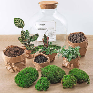 Jiva: Bonsai van Groei - DIY Planten Terrarium met Licht - Ø29cm ↑30cm + 4-delige Toolkit