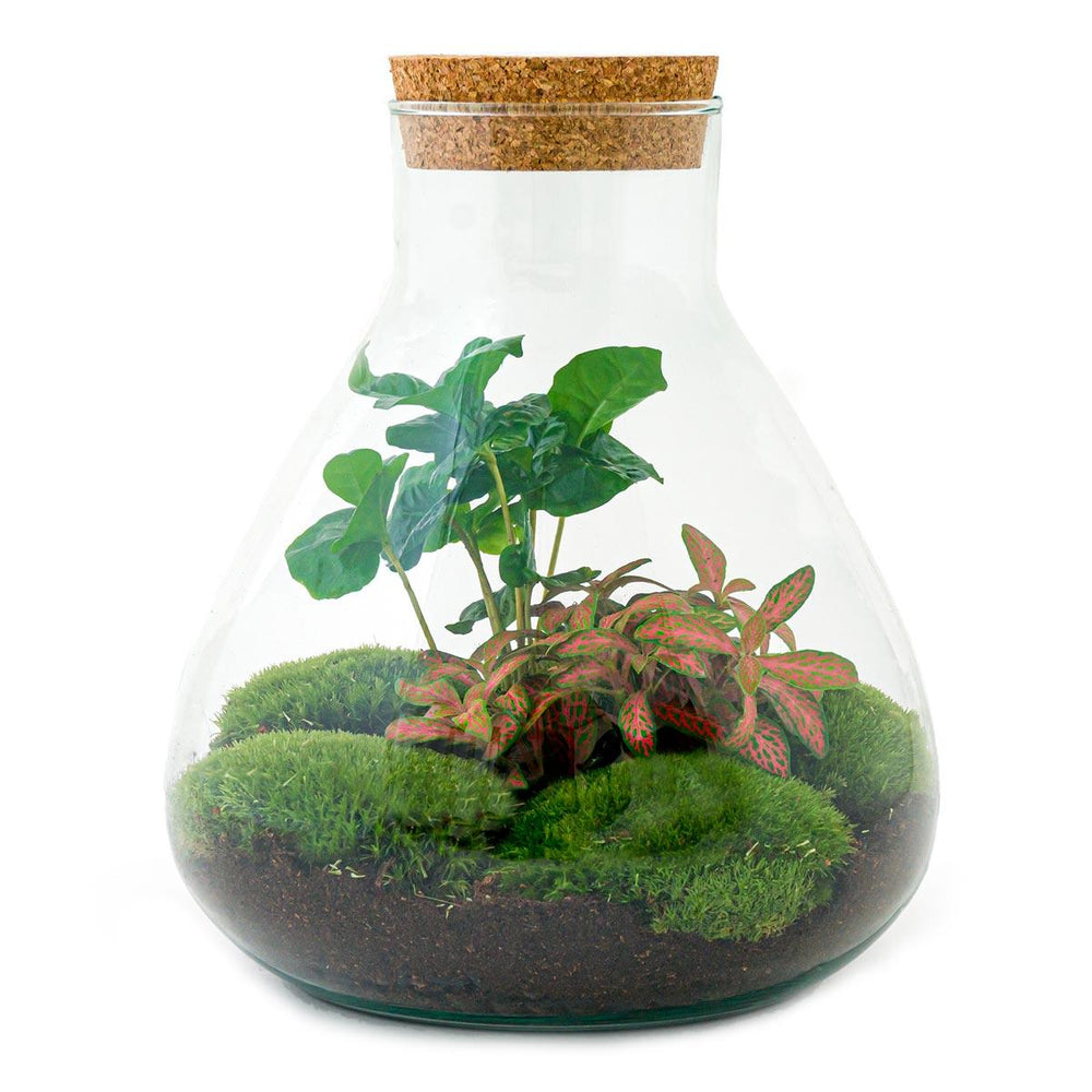 Sūrya: Bonsai van Licht - DIY Terrarium - Ø22,5cm ↑27cm