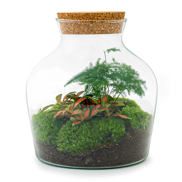 Jiva: Bonsai van Groei - DIY Terrarium - ↕21,5cm + 4-delige Toolkit