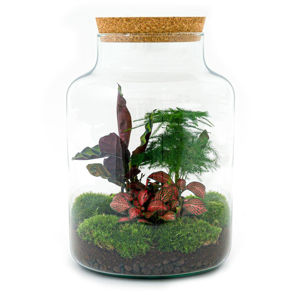 Milkyāna: Bonsai Sterrenpad - DIY Planten Terrarium met Licht - Ø21cm ↑30cm + 4-delige Toolkit