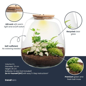Elysia: Tuin van Stilte - Planten Terrarium - ↑15cm Ø23cm - Hedera White