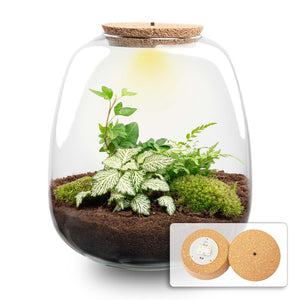 Elysia: Tuin van Stilte - Planten Terrarium - ↑15cm Ø23cm - Hedera White