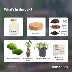 Milkyāna: Bonsai Sterrenpad - DIY Planten Terrarium met Licht - Ø17cm ↑25cm