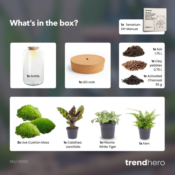 Shanti: Bonsai van Innerlijke Vrede - DIY Planten Terrarium met licht - Ø23cm ↑43cm