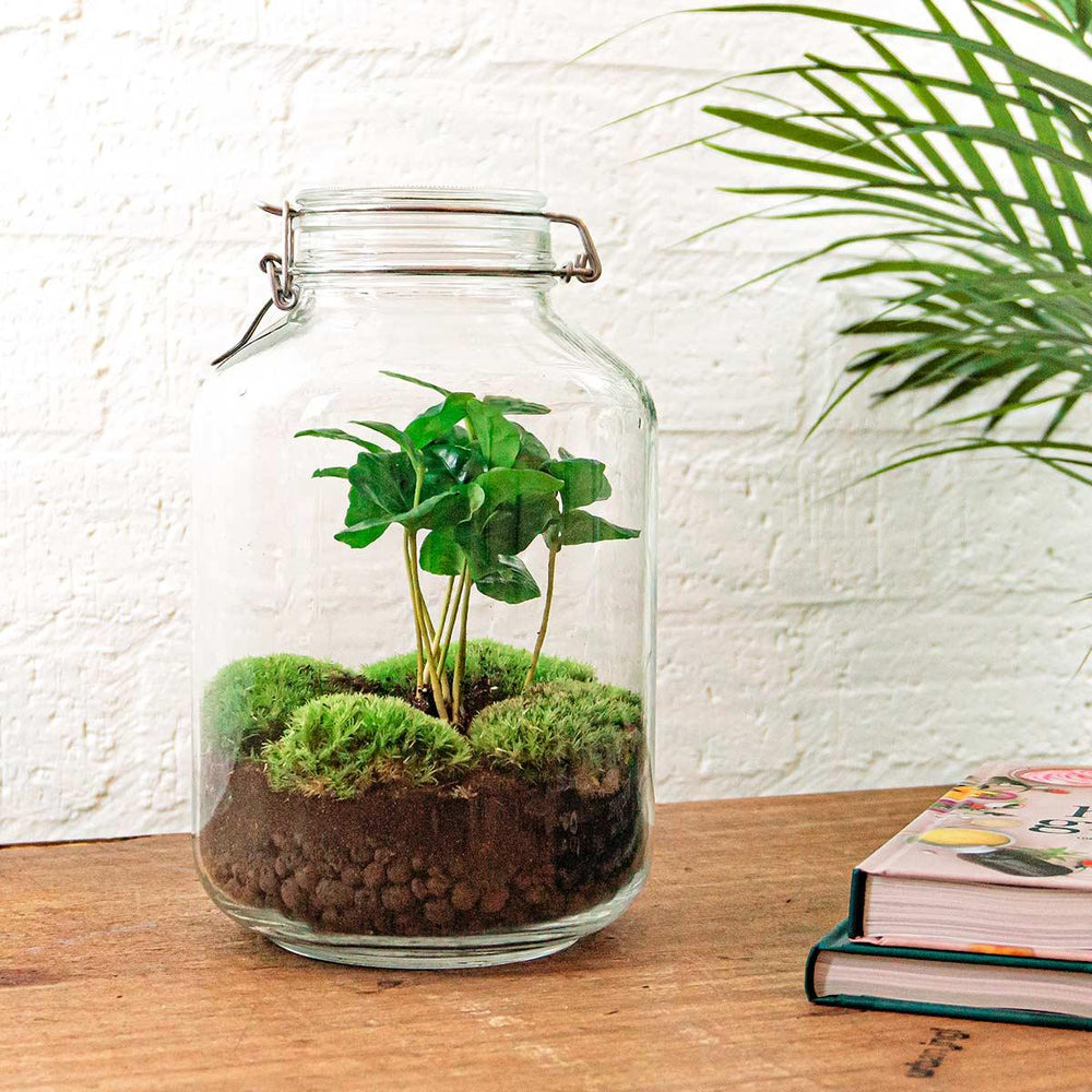Brahma Bean: Koffieplant van Creatie - DIY Terrarium - ↕28cm