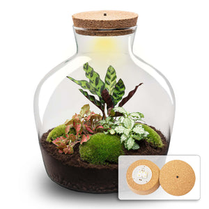 Jiva: Ziel van Groei - DIY Planten Terrarium met Licht - Ø29cm ↑30cm