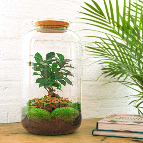 Shanti: Bonsai van Innerlijke Vrede - DIY Terrarium - ↕43cm + 4-delige Toolkit