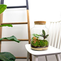 Milkyāna: Bonsai Sterrenpad - DIY Planten Terrarium met Licht - Ø21cm ↑30cm