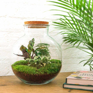 Bhūmi: Bonsai Verbinder - DIY Terrarium - ↕30cm