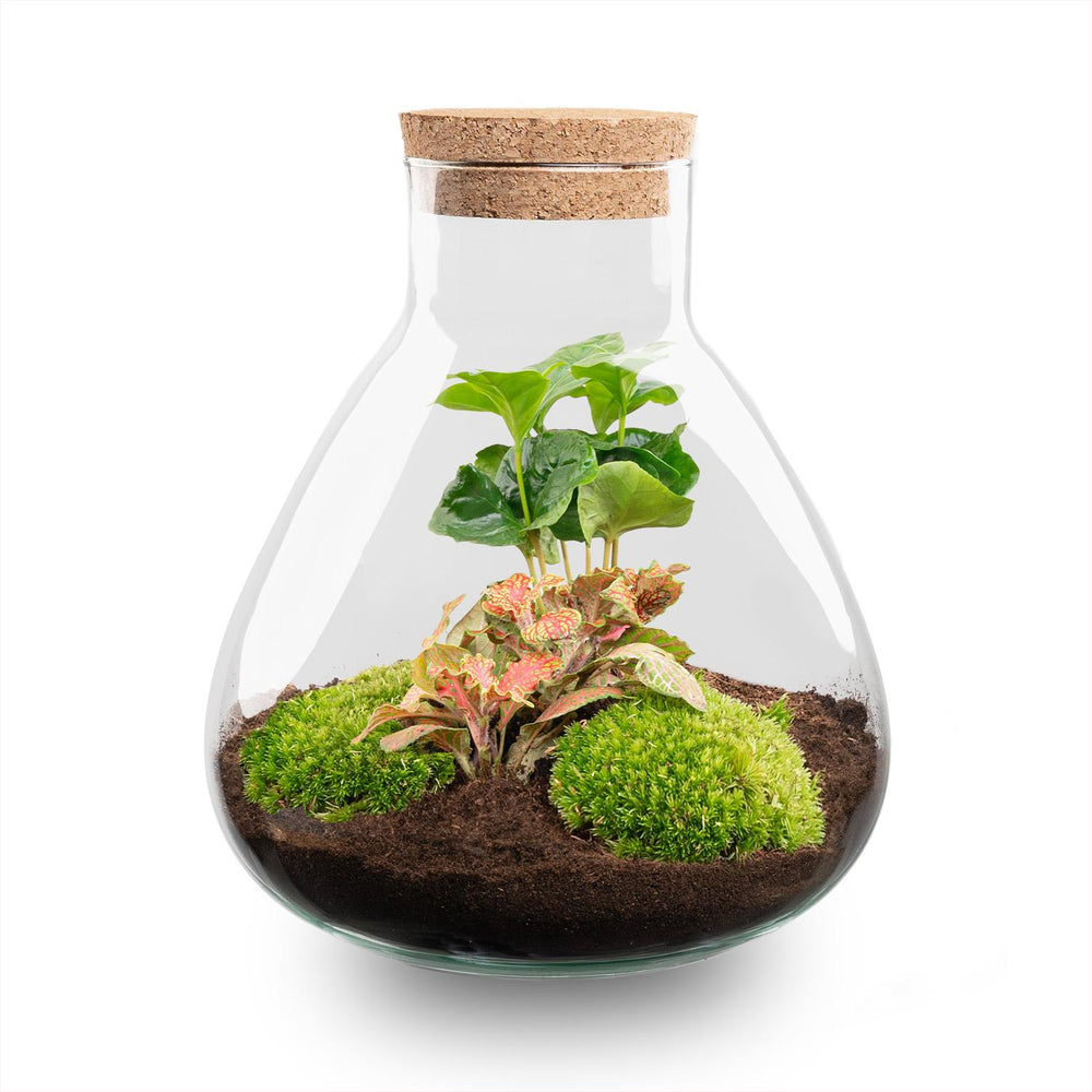 Sūrya: Bonsai van Licht - DIY Terrarium - Ø22,5cm ↑27cm