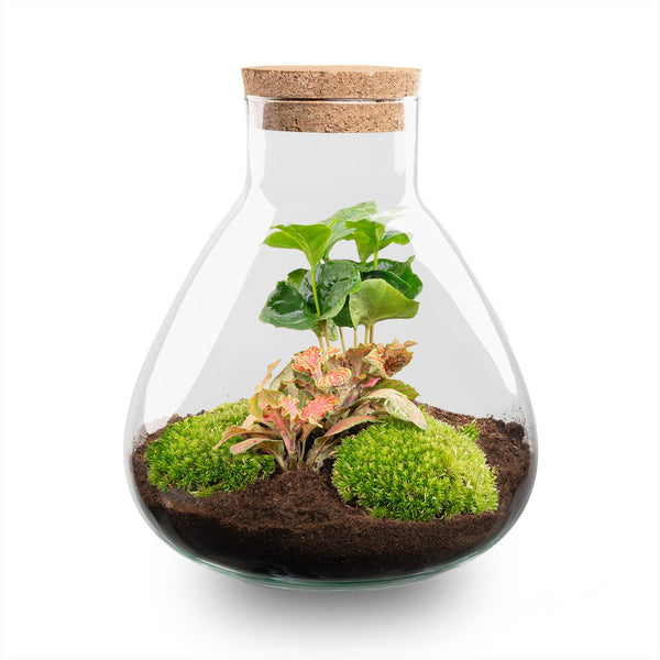 Sūrya: Bonsai van Licht - DIY Terrarium - Ø22,5cm ↑27cm