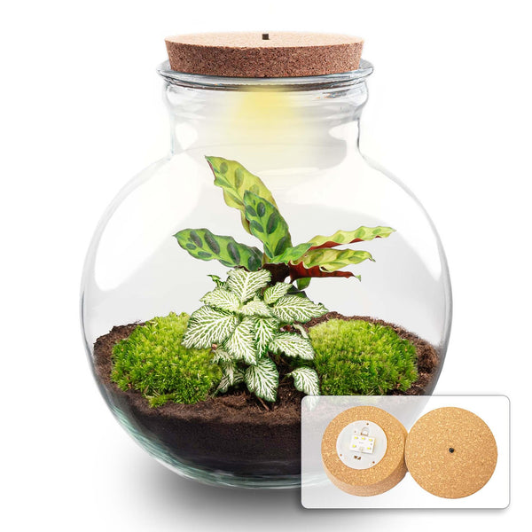 Sūrya: Bonsai van Licht - DIY Planten terrarium (met licht) - Ø25cm ↑26,5cm