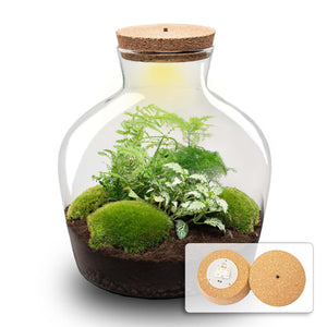 Jiva: Ziel van Groei - DIY Planten Terrarium met Licht - Ø29cm ↑30cm