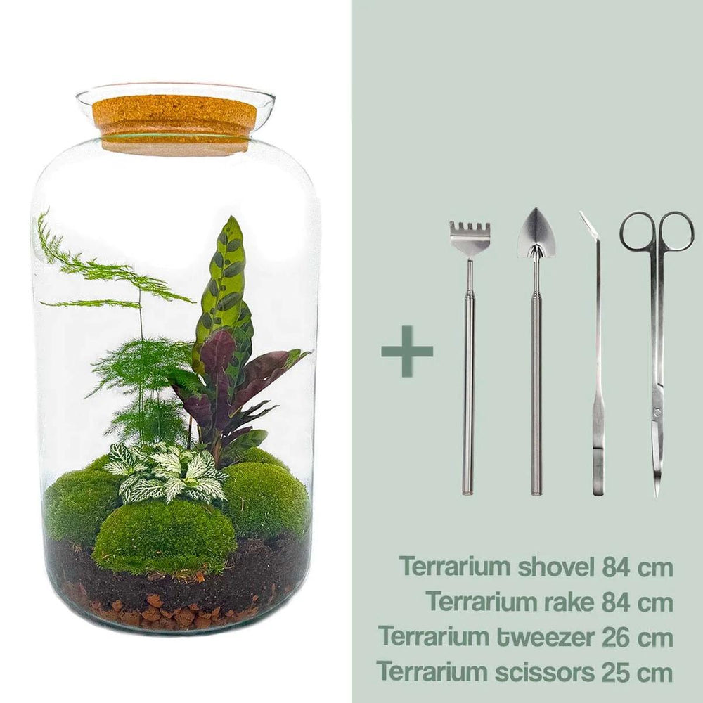 Shanti: Bonsai van Innerlijke Vrede - DIY Planten Terrarium met licht - XL Botanical - Ø23cm ↑43cm + Toolkit