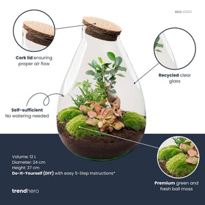 Rudra: Bonsai van Transformatie - DIY Planten Terrarium - Ø24cm ↑37cm